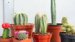 Not all cacti produce offshoots. The World Of Strange Cacti Mulhall S