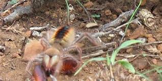 Centipede) merupakan hewan arthropoda yang tergolong dari. Dengan Kecepatan Tinggi Laba Laba Unta Habisi Kaki Seribu Halaman All Kompas Com