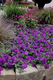 Image result for foto verbena