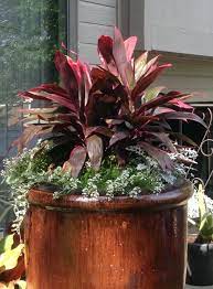 Wowpots Showcase Container Gardens Wowpots Plants Ti Plant Container Gardening
