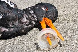 Please Be Aware Our Trash Affects The Entire Planet Including Wildlife Eco Plastic Plantpowerz Ecofriendly Cruelt Save Our Earth Planets Plastic Pollution