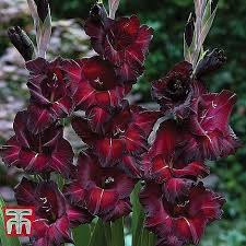 Image result for Gladiolus pretoriensis