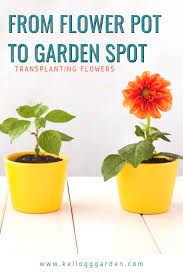 Make sure your fuchsia plant is in part sun where the roots can stay cool. Best Way To Plants Flowers From Pots Kellogg Garden Organics