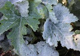 The fungus first appears as small white patches on the leaves, and then spreads to the undersides of the leaves to the stem. Powdery Mildew Pod Easy Edible Gardening