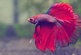 Ca Betta Co Gia Bao Nhieu