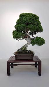 We offer bonsai trees, bonsai trees for sale online, bonsai pottery, bonsai tables, bonsai stands, and elm bonsai trees. Master Bonsai Grower Calls On Thief Of 400 Year Old Tree To Water Plant