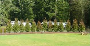 Beautiful as a specimen tree or windbreak. Correct Spacing For Thuja Green Giant Thuja Green Giant