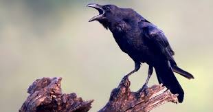 Raven, a species of the genus corvus. When Two Raven Species Become One