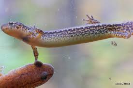 Image result for Nesaea linearis