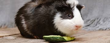 Yes, too much of anything is dangerous. Can Guinea Pigs Eat Zucchini Pet Side