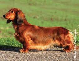 Standard, bronze, silver, gold, and platinum. Miniature Long Haired Dachshund Dog Breeders In Canada Canadian Dogs