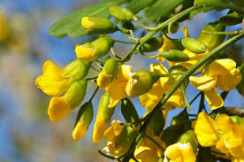 Image result for Calpurnia aurea