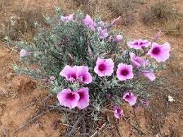 Image result for Ipomoea verbascoidea