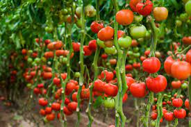 We did not find results for: What Are Determinate And Indeterminate Tomatoes