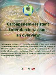 Image result for Enterobacteriaceae