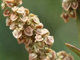 Image result for Rumex crispus