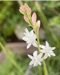 Pin On Wedding Flowers