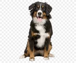 Though relatively unknown outside their fan group, the greater swiss mountain dog temperament is unmistakable and unmatched. Bernese Mountain Dog Puppy Greater Swiss Mountain Dog Border Collie Cat Png 456x681px Bernese Mountain Dog