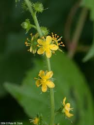 Image result for Agrimonia