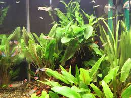 アマゾンソードの育て方 植え方のコツから枯らさないポイントまで解説 トロピカ