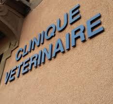 Check spelling or type a new query. Accueil Clinique Veterinaire De La Montagne Verte