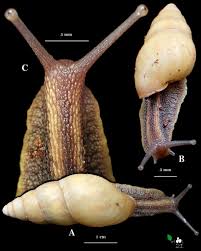 Image result for Urochloa comata