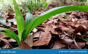 Image result for Molineria