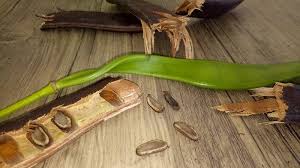 Maybe you would like to learn more about one of these? Ternyata Biji Pohon Sepe Alias Pohon Flamboyan Punya Manfaat Luar Biasa Apa Sajakah Halaman All Poskupang Wiki