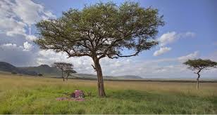 Black netflix shows and movies to watch right now. Explore The Locations Of Some Of Africa S Finest Films Aardvark Safaris