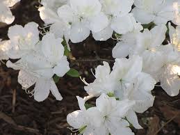 Girard S Pleasant White Azalea Rhododendron Girard S Pleasant White At English Gardens White Azalea Azaleas Plants