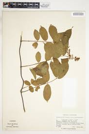 Image result for Motandra