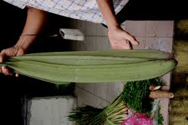 Image result for Oroxylum