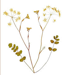 Image result for Pimpinella ledermannii