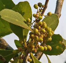 Image result for Gymnosporia senegalensis