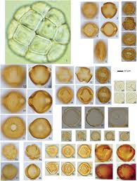 Image result for Vigna gazensis