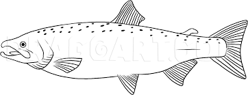 Check spelling or type a new query. How To Draw A Salmon Step By Step Drawing Guide By Dawn Dragoart Com