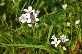 Image result for Cardamine pratensis
