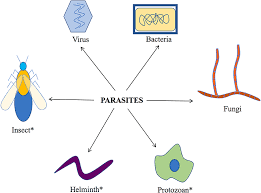 Parasites can be external or internal. Important Human Parasites Of The Tropics Frontiers For Young Minds