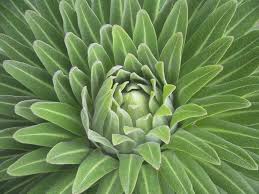 Image result for Lobelia dissecta