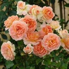 Amarula Profusion Ludwig S Roses Rose Rose Care Fragrant Roses
