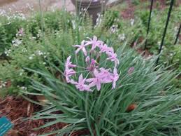 Image result for Tulbaghia fragrans