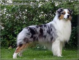 Blue merle miniature australian shepherd puppies. Genomia Australian Shepherd
