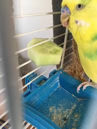 As you can see my emus love lettuce, cauli leaves, grapes and apples