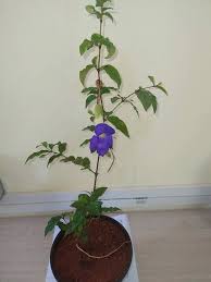 Image result for Thunbergia laborans