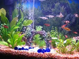 Decide on the tank's location. How To Start A Freshwater Tropical Aquarium Pethelpful