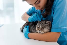 Olive oil or commercial feline ear cleaner (you'll only need a few drops of either liquid). Ear Mites In Cats Great Pet Care