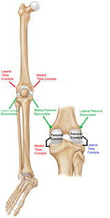 Discussed below with the significant differences exhibited. 1 Knee Bone Markings Joint Flashcards Quizlet