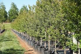 If you want a tree lined driveway but have concerns about an overhanging canopy then a narrow tree from winter hill is a great option. Advanced Trees Melbourne Hello Hello Plants Garden Supplies
