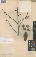 Image result for Trilepisium madagascariense