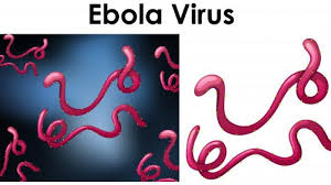 Jun 25, 2021 · gambar hiasan. Muncul Lagi Virus Ebola Saat Pandemi Corona Lebih Berbahaya Ada Di Kongo Simak Gejala Pengobatan Halaman All Tribun Jatim